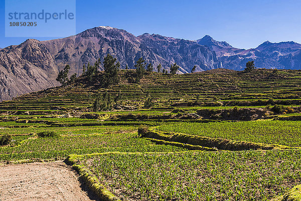 Vorinka-Terrassen im Colca-Canyon und Ackerland in Cabanaconde  Peru  Südamerika