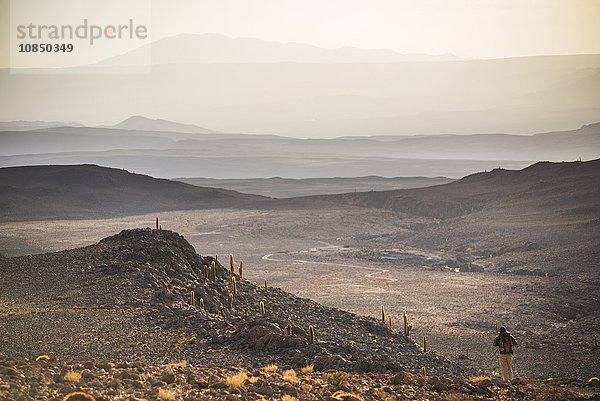 Trekking bei Sonnenuntergang im Kaktustal (Los Cardones-Schlucht)  Atacamawüste  Nordchile  Südamerika