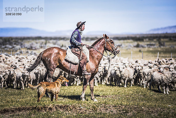 Gauchos reiten auf Pferden und treiben Schafe zusammen  El Chalten  Patagonien  Argentinien  Südamerika