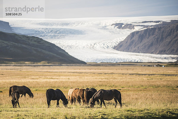 Islandpferde mit einem Gletscher  der von der Vatnajokull-Eiskappe herunterläuft  Island  Polarregionen