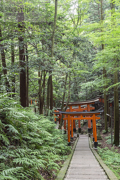 Fushimi Inari Taisha  Shinto-Schrein  zinnoberrote Torii-Tore säumen Wege im Wald auf dem Berg Inari  Kyoto  Japan  Asien