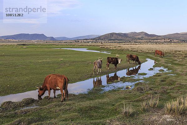 Kühe spiegeln sich in einem kleinen Teich  Gras und Berge  Abend  Khogno Khan Uul Naturreservat  Gurvanbulag  Bulgan   Mongolei  Zentralasien  Asien