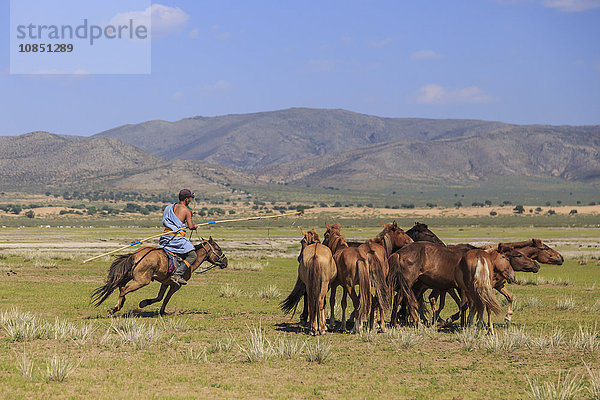 Berittener Nomade hält Uurga und hütet Pferde im Sommer  Naturschutzgebiet Khogno Khan Uul  Gurvanbulag  Bulgan  Nördliche Mongolei  Zentralasien  Asien