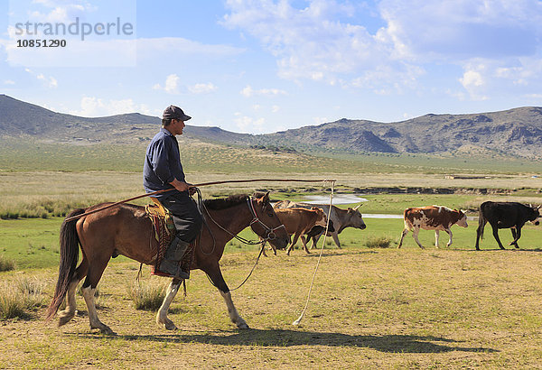 Berittene Nomadenherde mit Kühen im Sommer  die eine Uurga halten  Naturschutzgebiet Khogno Khan Uul  Gurvanbulag  Provinz Bulgan  Nördliche Mongolei  Zentralasien  Asien