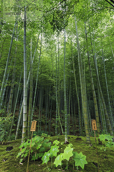 Tenryu-ji-Tempelgarten Bambushain mit Unterbepflanzung im Sommer  Arashiyama  Kyoto  Japan  Asien