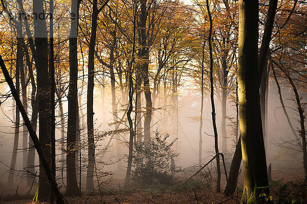 Aufsteigende Nebelbank mischt sich mit warmem Nachmittagssonnenlicht in einem Wald  Umgebung von Heidelberg  Baden-Württemberg  Deutschland  Europa