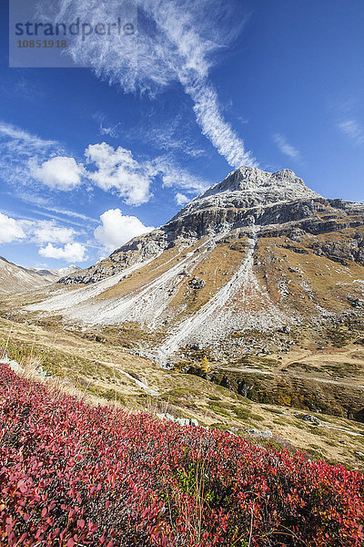 Preiselbeeren und Herbstfarben  Faintal  Engadin  Kanton Graubünden  Schweiz  Europa