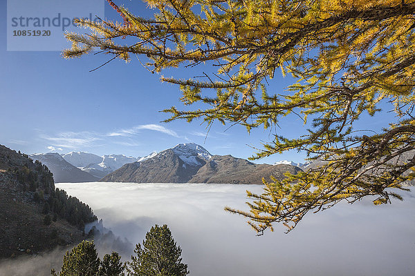 Tief hängende Wolken und gelbe Lärchen umrahmen das Languardtal  Engadin  Kanton Graubünden  Schweiz  Europa