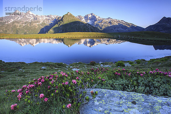 Rhododendren umgeben den Berg Cardine  der sich im Andossi-See bei Sonnenaufgang spiegelt  Chiavenna-Tal  Valtellina  Lombardei  Italien  Europa