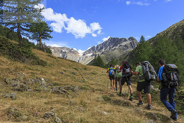 Eine Gruppe von Wanderern  die im Wald spazieren gehen  bevor sie den Gipfel erreichen  Minor Valley  High Valtellina  Livigno  Lombardei  Italien  Europa