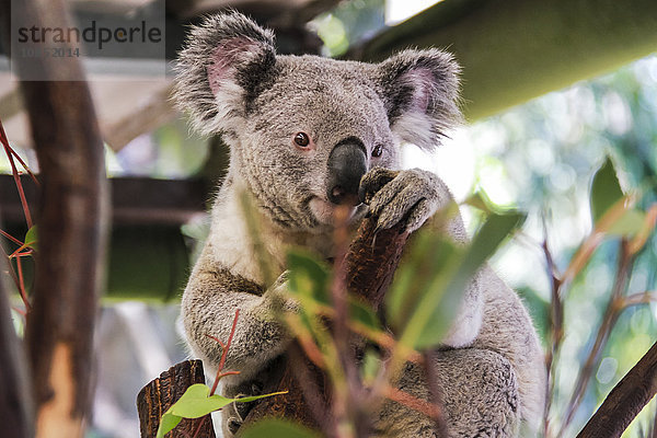 Schöner und wacher Koala  Queensland  Australien  Pazifik