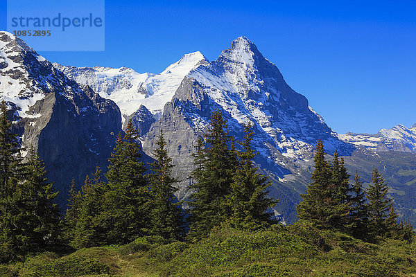 Eiger und Mönch  Schweizer Alpen  Schweiz  Europa