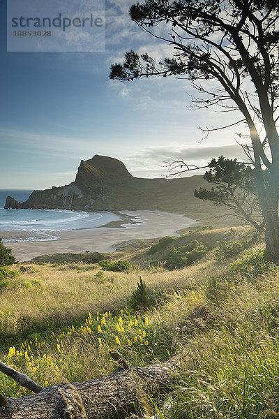 Deliverance Cove  Castlepoint  Region Wellington  Nordinsel  Neuseeland  Pazifik