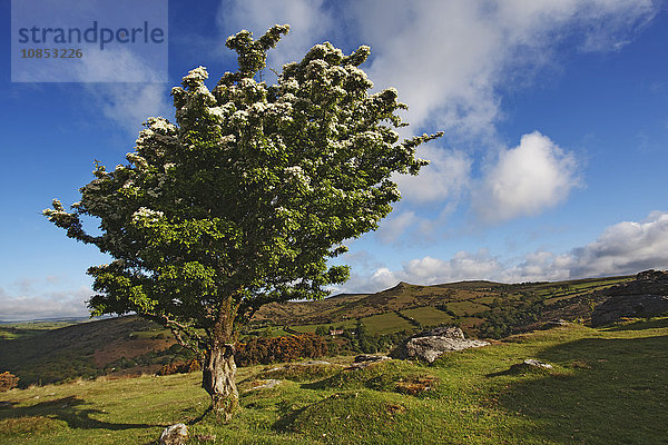 Weißdornbaum auf Bench Tor  in der Nähe von Holne  Dartmoor National Park  Devon  England  Vereinigtes Königreich  Europa