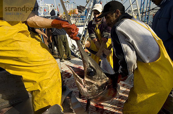 Fischer bei der Anlandung von Schwertfisch auf dem Fischmarkt in Tanger  Marokko  Nordafrika  Afrika