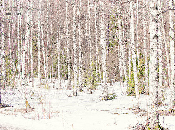 Silberbirken im Winter  Norwegen  Skandinavien  Europa
