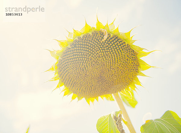Einsamer Sonnenblumenkopf in der Sonne  Frankreich  Europa