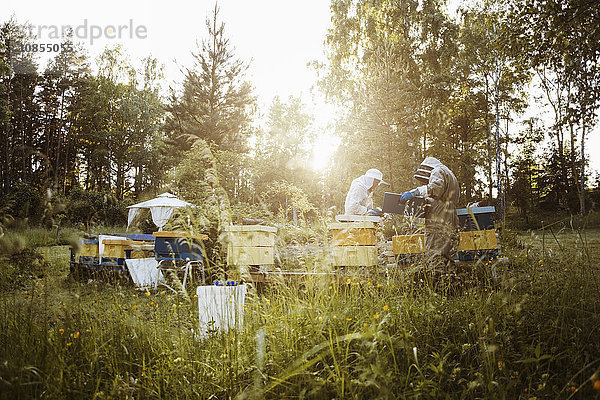 Beekeepers examining beehives on grassy field