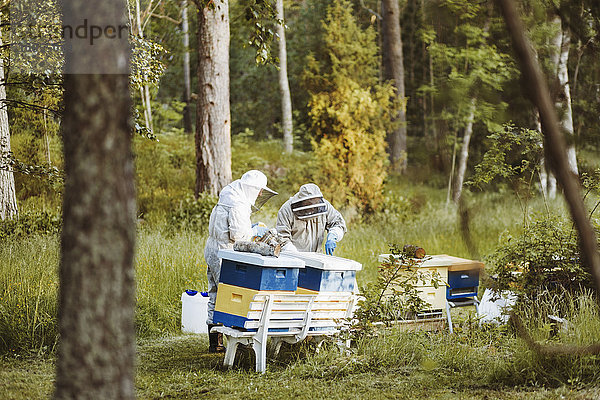 Beekeepers working on field