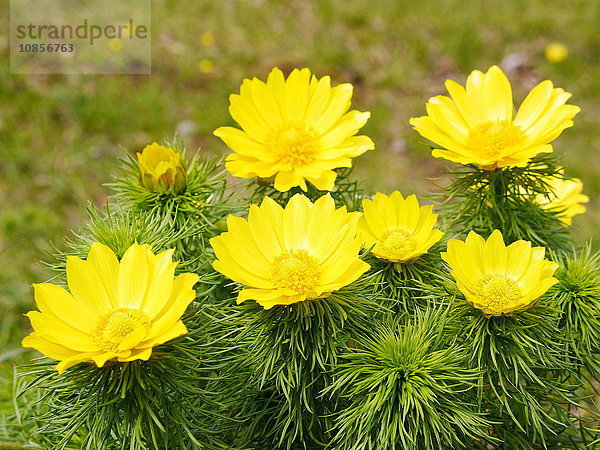 Adonisröschen  Adonis vernalis  Rammersberg  Bayern  Deutschland  Europa