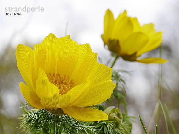 Adonisröschen  Adonis vernalis  Rammersberg  Bayern  Deutschland  Europa