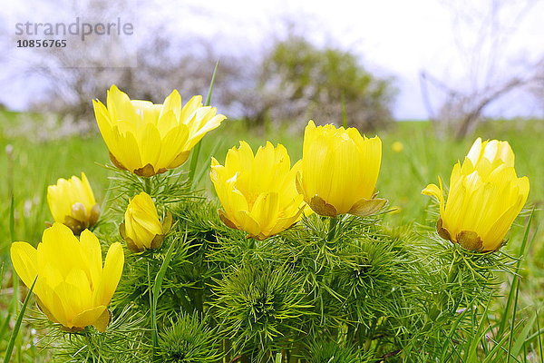 Adonisröschen  Adonis vernalis  Rammersberg  Bayern  Deutschland  Europa