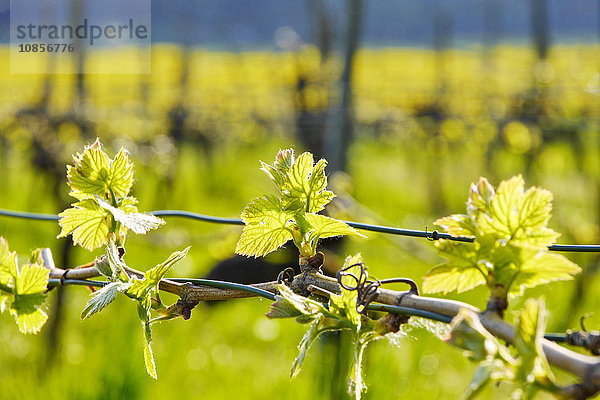 Blätter eines Weinstocks  Franken  Deutschland  Europa