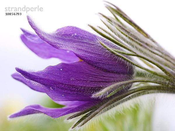 Blüte einer Küchenschelle  Pulsatilla vulgaris