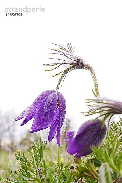 Blüte einer Küchenschelle  Pulsatilla vulgaris