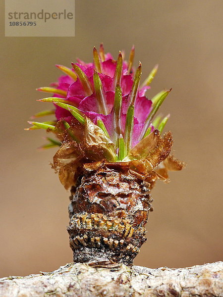 Blüte einer europäischen Lärche  Larix decidua