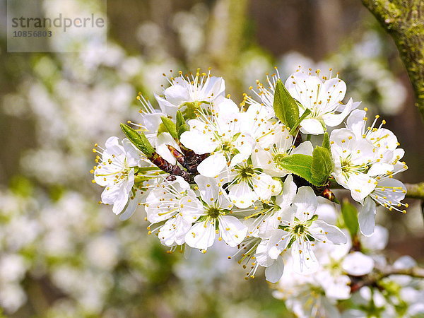 Blüte der Mirabelle