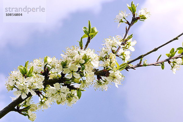 Blüte der Mirabelle