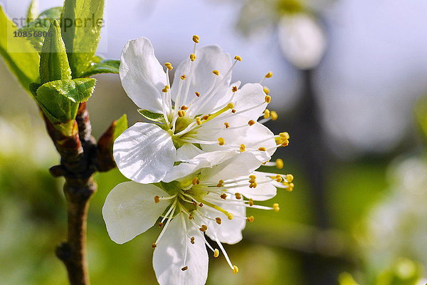 Blüte der Mirabelle