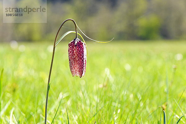 Schachblume  Fritillaria meleagris  Franken  Bayern  Deutschland  Europa