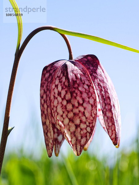 Schachblume  Fritillaria meleagris  Franken  Bayern  Deutschland  Europa