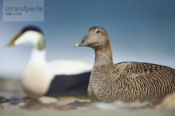 Zwei Eiderenten  Somateria mollissima  Helgoland  Nordfriesische Inseln  Deutschland  Europa