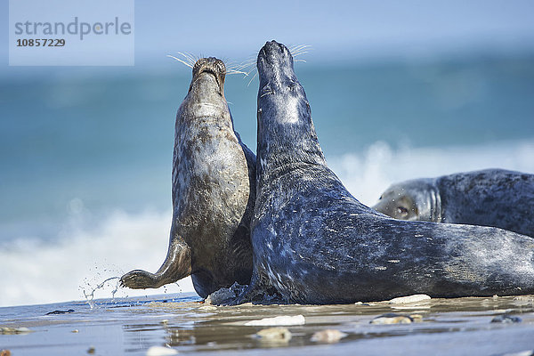 Seehunde  Phoca vitulina  Helgoland  Nordfriesische Inseln  Deutschland  Europa