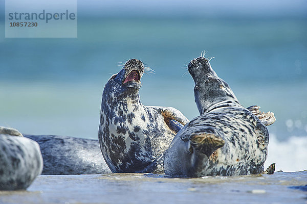 Seehunde  Phoca vitulina  Helgoland  Nordfriesische Inseln  Deutschland  Europa