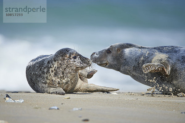 Seehunde  Phoca vitulina  Helgoland  Nordfriesische Inseln  Deutschland  Europa