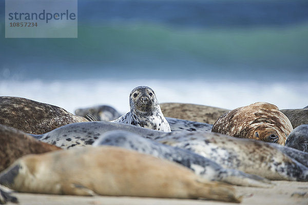 Seehunde  Phoca vitulina  Helgoland  Nordfriesische Inseln  Deutschland  Europa