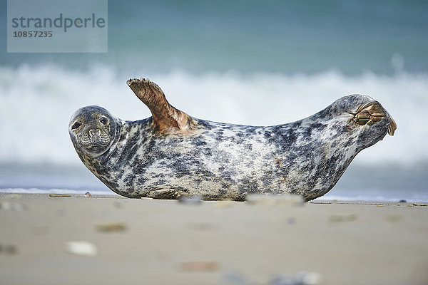 Seehund  Phoca vitulina  Helgoland  Nordfriesische Inseln  Deutschland  Europa