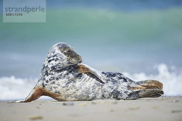 Seehund  Phoca vitulina  Helgoland  Nordfriesische Inseln  Deutschland  Europa