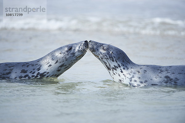 Seehunde  Phoca vitulina  Helgoland  Nordfriesische Inseln  Deutschland  Europa