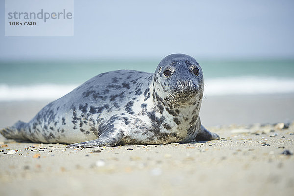 Seehund  Phoca vitulina  Helgoland  Nordfriesische Inseln  Deutschland  Europa