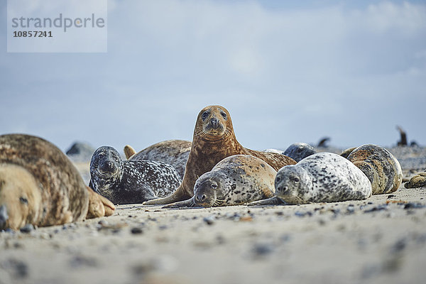 Seehunde  Phoca vitulina  Helgoland  Nordfriesische Inseln  Deutschland  Europa