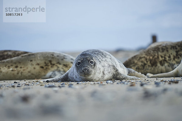 Seehunde  Phoca vitulina  Helgoland  Nordfriesische Inseln  Deutschland  Europa