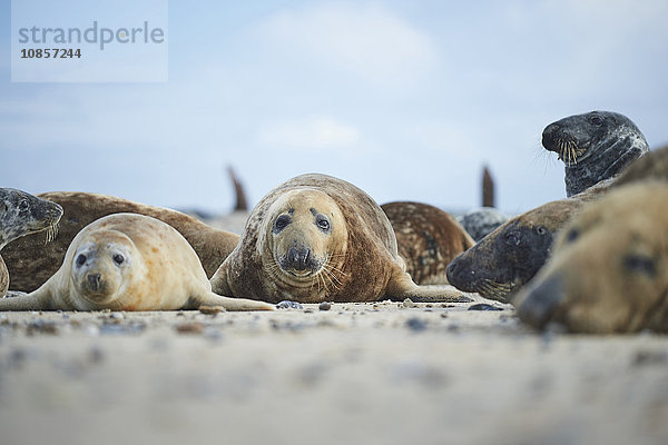 Seehunde  Phoca vitulina  Helgoland  Nordfriesische Inseln  Deutschland  Europa