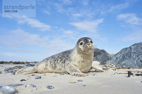 Seehund  Phoca vitulina  Helgoland  Nordfriesische Inseln  Deutschland  Europa