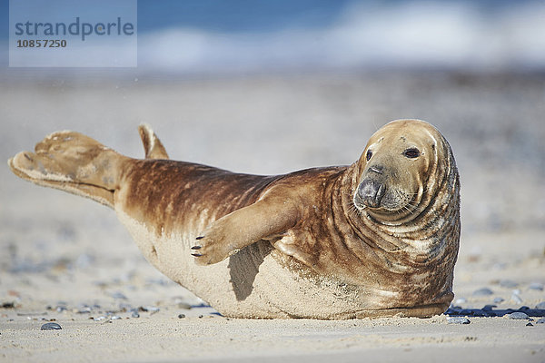 Seehund  Phoca vitulina  Helgoland  Nordfriesische Inseln  Deutschland  Europa