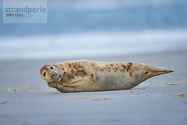 Seehund  Phoca vitulina  Helgoland  Nordfriesische Inseln  Deutschland  Europa